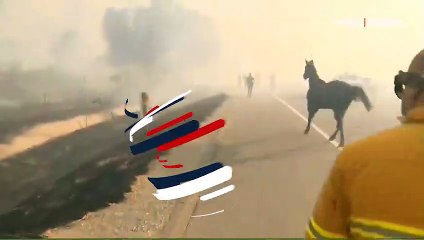 Ailesi yangının içinde kalan at, dumanların arasına daldı