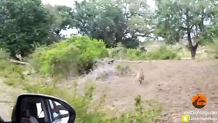 2019's Top 10 Wildlife Sightings - Compilation