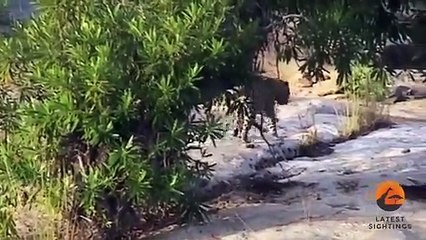 Adorable! Leopard & Cub Crossing The Sabie River