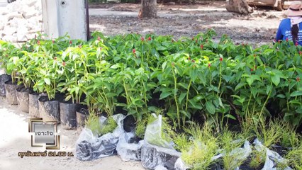 รายการเจาะใจ : 40 ปี ปตท. Plant together - สถาบันเทคโนโลยีพระจอมเกล้าเจ้าคุณทหารลาดกระบัง [2 พ.ย 62]