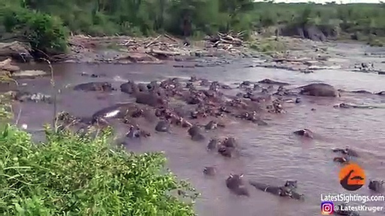30  Hippos Attack One Crocodile