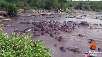 30  Hippos Attack One Crocodile