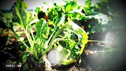 يوميات الفلاح - 01/11/2019