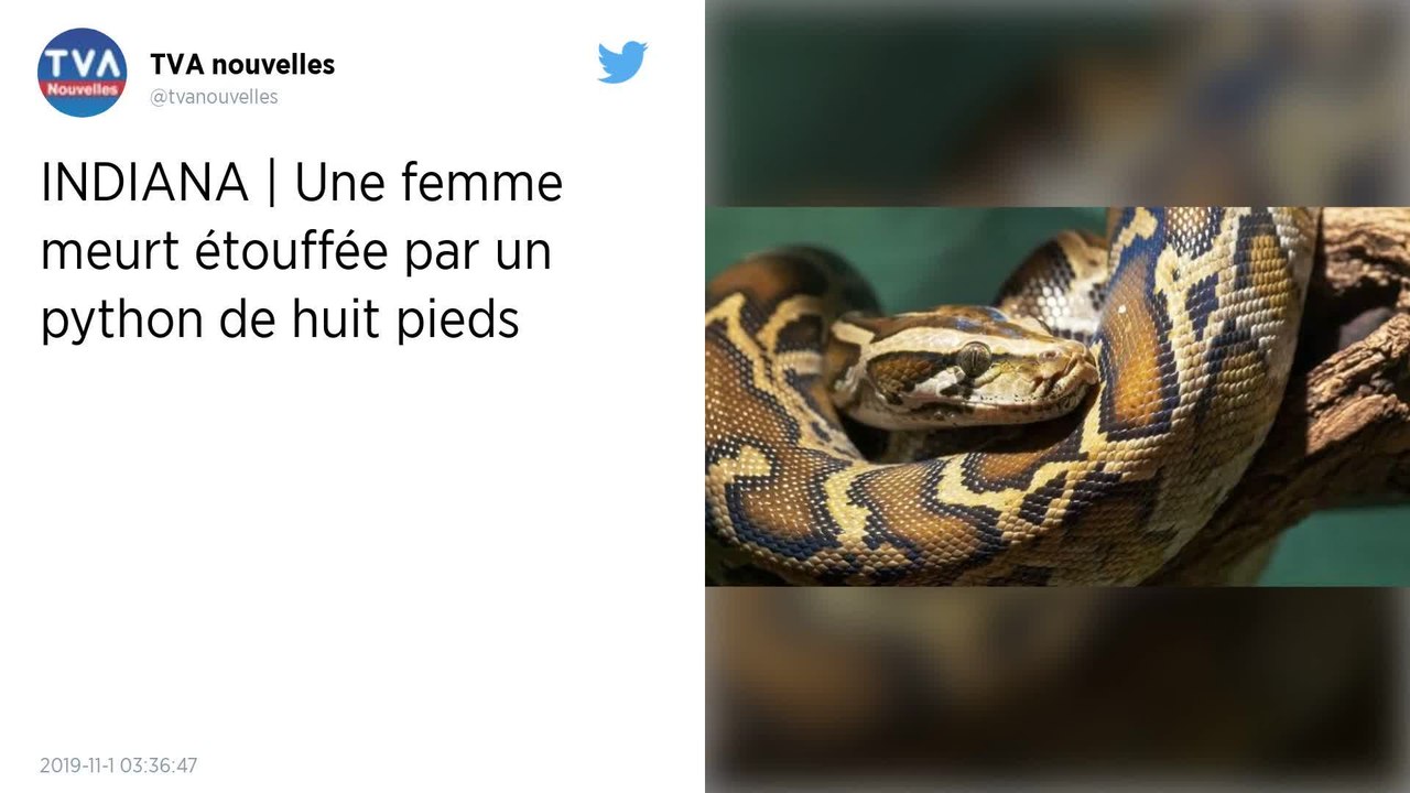 États-Unis. Une femme retrouvée morte avec un python autour de son cou et 140 serpents dans une maison