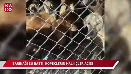 Barınağı su bastı, köpeklerin hali içler acısı