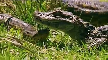 Anaconda Vs Crocodile Big Fight 2018