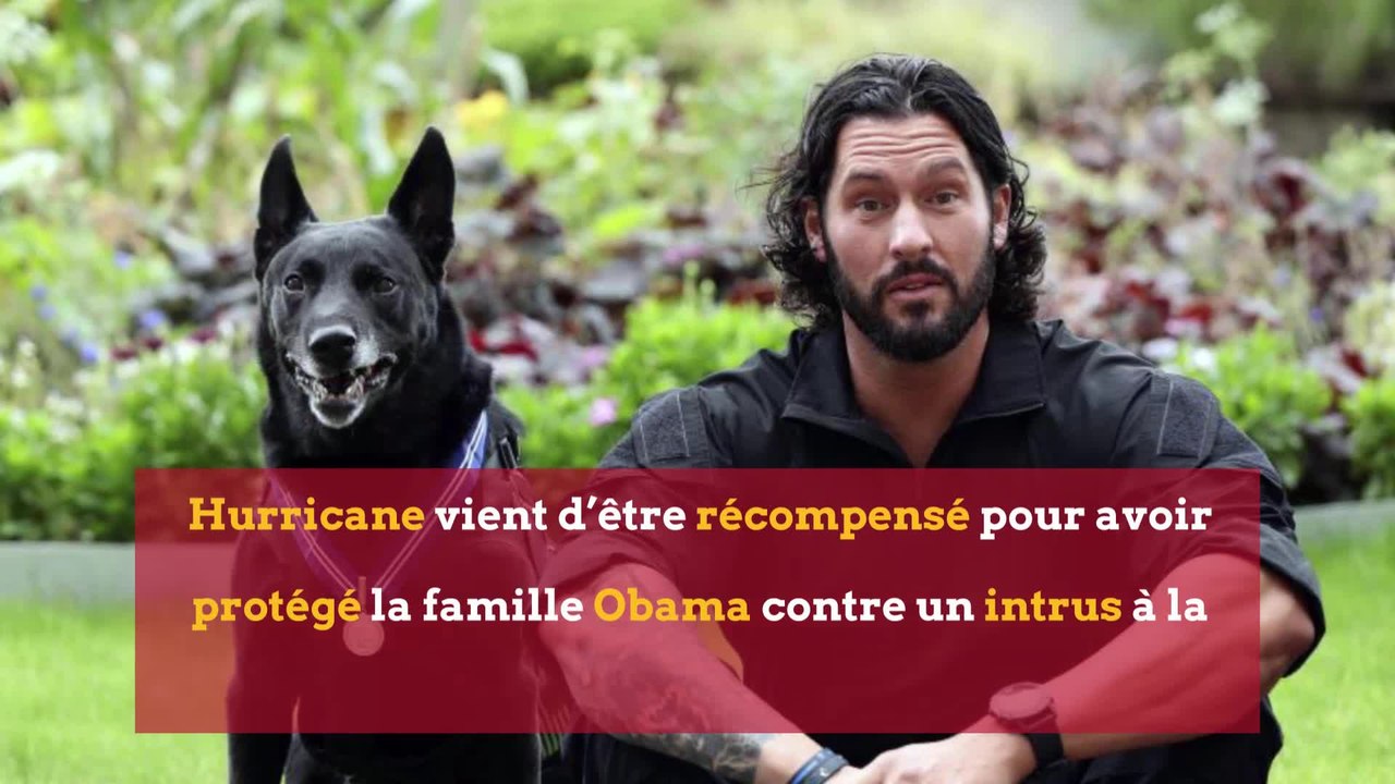 Mon chien, ce héros: 13 histoires incroyables