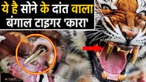 Bengal Tiger Kara क्यों सुर्खियों में है, इस बाघ को क्यों लगाया गया Golden Tooth ? | वनइंडिया हिंदी