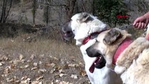 Sivas kangal köpekleri 'doğal terapi' sağlıyor