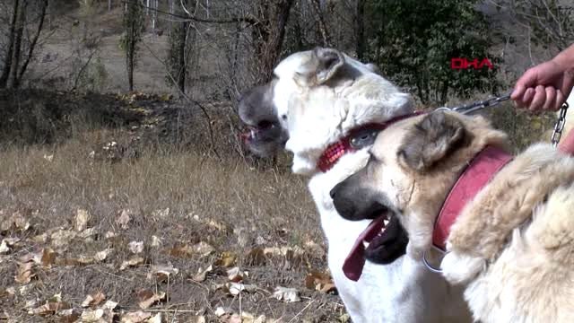 Sivas kangal köpekleri 'doğal terapi' sağlıyor