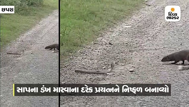 સાપ અને નોળિયો રોડ પર સામેસામે આવી ગયા, લડાઈ કેમેરામાં કેદ