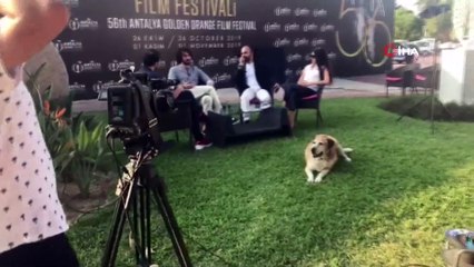 Altın Portakal'da canlı yayının davetsiz sevimli misafiri