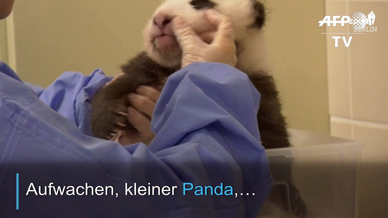 Cuteness overload: so kuscheln die berliner baby-pandas