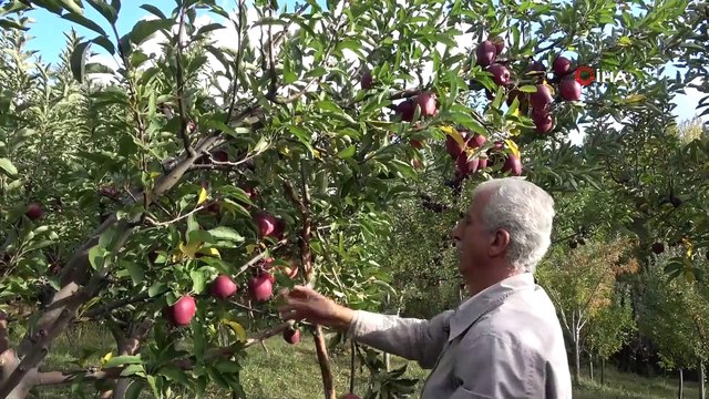 Hobi olarak başladığı meyveciliği ticarete dönüştürdü