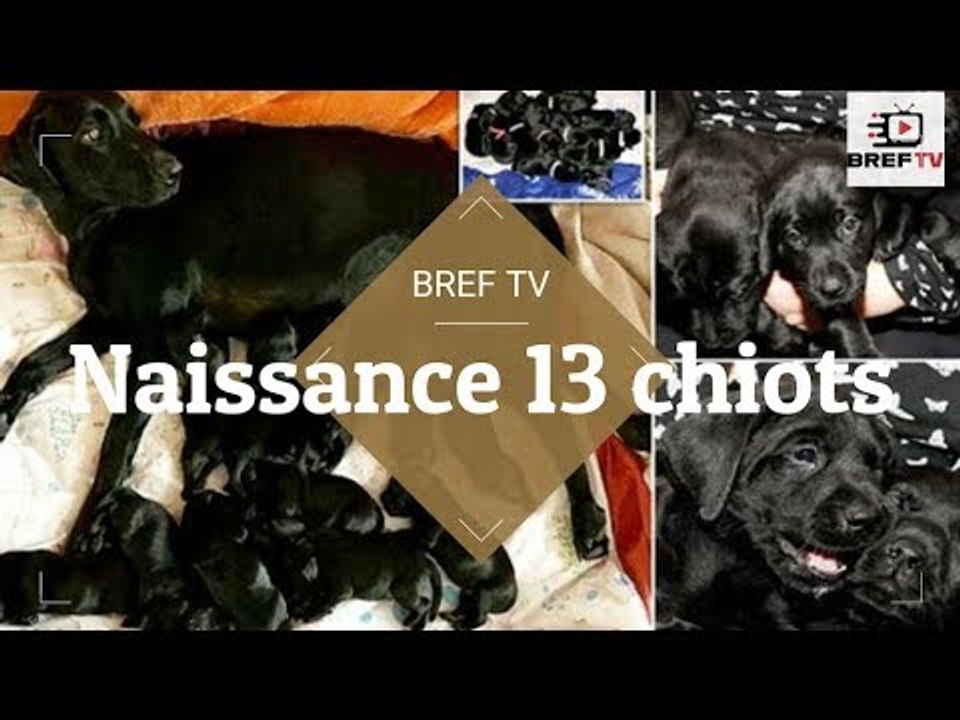 Un chien Labrador choque ses propriétaires en donnant naissance à 13 chiots "absolument magnifiques"