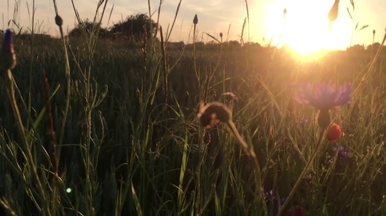 Vom Erfolg und von der Fülle