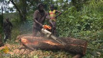 Sierra Leone resumes timber exports, worrying environmentalists