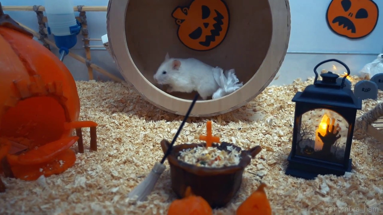 Halloween Hamster Cage Tour  Hamster Pumpkin House