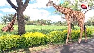 Magical Scenes: Wildlife around Lake Naivasha in Kenya