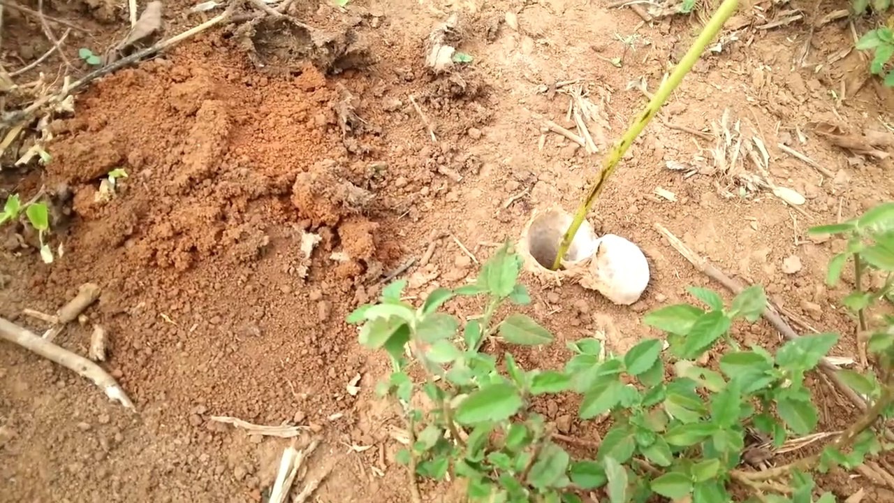 Regardez ce qui sort de ce trou dans le sol : araignée trapdoor