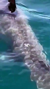 Le requin que ces touristes ont filmé est immense... grand requin blanc