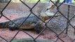 Un parc animalier dédié aux crocodiles... Impressionnant