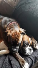 Brother Makes Comfortable Bed