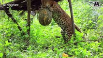 Halloween-themed treats given to leopards at sanctuary in central India
