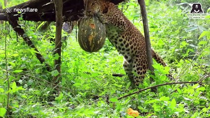 Halloween-themed treats given to leopards at sanctuary in central India