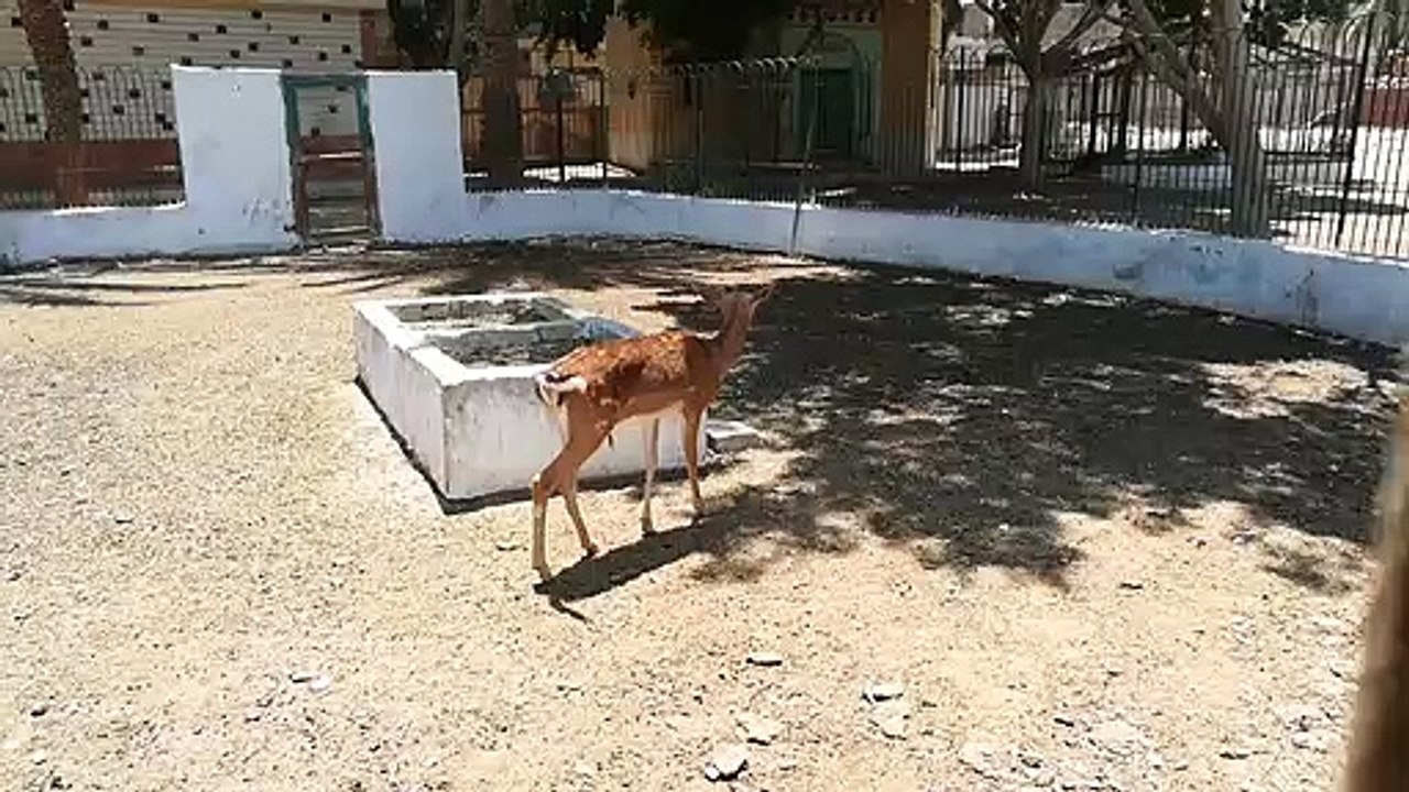 Male African Deer Takes Care Of Family