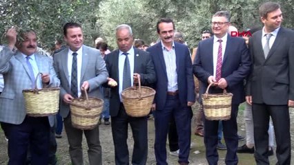 İzmir selçuk'ta ilk zeytin hasadı yapıldı