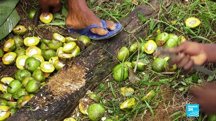 L'hévéa, arme de déforestation massive au Cameroun