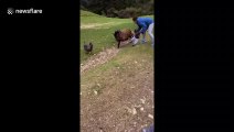 Cette maman sauve son fils d'un bélier en colère : réflexe incroyable