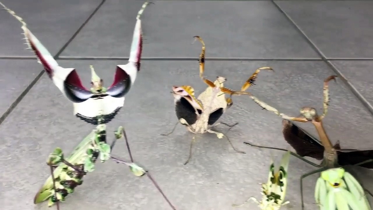Il nous présente ses 5 mantes religieuses... très en colère