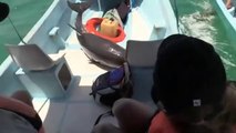 Un dauphin saute dans un bateau de touriste