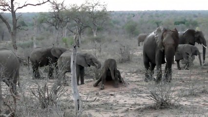 Young elephant calf in South Africa enjoys good belly scratch on a rock
