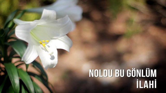 Müziksiz İlahiler - Noldu Bu Gönlüm