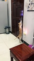 Clever Cat Opens the Door