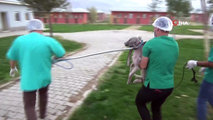 İşkence edilen köpeği, Vali Gündüzöz sahiplendi