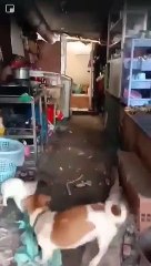 Un perro y un gato trabajan 'pata con pata' para detener a una enorme y 'malvada' rata