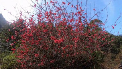 The Rock Garden and Chunnu Summer Falls | Ganga Maya Park | Darjeeling