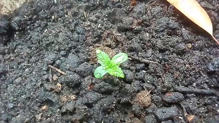 #1 Seguimiento Purple Kush Auto | Como Preparar Tierra Orgánica | Nicolás Doker