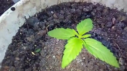 #2 Seguimiento Purple Kush Auto y Northern Lights Auto