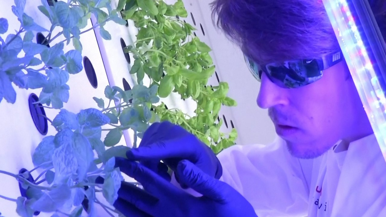 Scientists Are Growing Plants That Can Survive On Mars