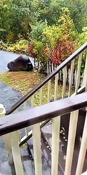 Bear Steals Halloween Candy from Car and Cub Gets Locked Inside