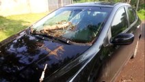 Carro tem danos após ser atingido por galhos de árvore na Região do Lago