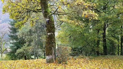 Les feuilles tombent