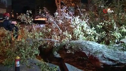 Bakırköy'de yola ağaç devrildi