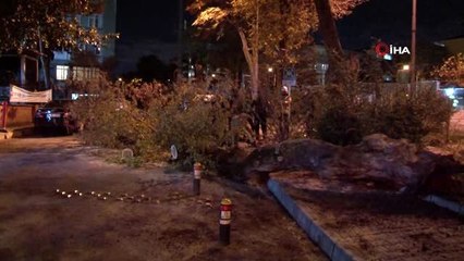 Polis Merkezi önündeki ağaç yola devrildi