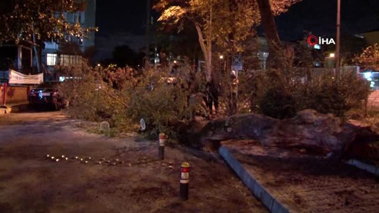 Polis Merkezi önündeki ağaç yola devrildi